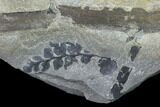 Pennsylvanian Fossil Fern (Sphenopteris) Plate - Kentucky #143713-2
